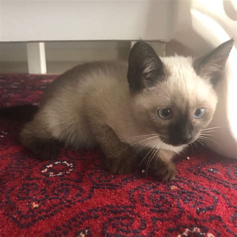 siamese cats for adoption near me